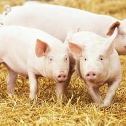 Giá heo hơi hôm nay 24/2/2026: Giảm vài nơi tại miền Trung và miền Nam