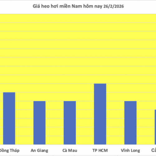 Giá heo hơi hôm nay 26/2/2026: Giảm đồng loạt tại miền Bắc, miền Trung