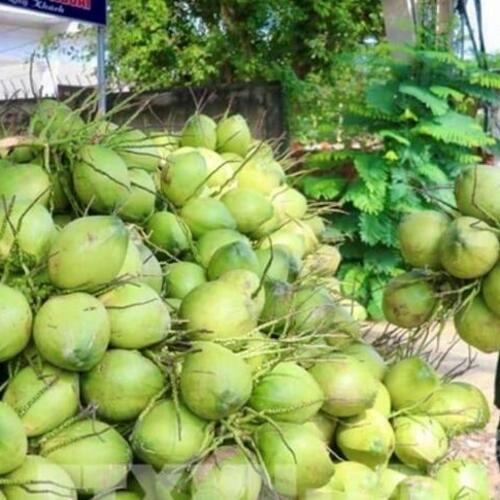 Dừa Vĩnh Long: Khẳng định vị thế 'thủ phủ' và tầm nhìn xuất khẩu tỷ USD