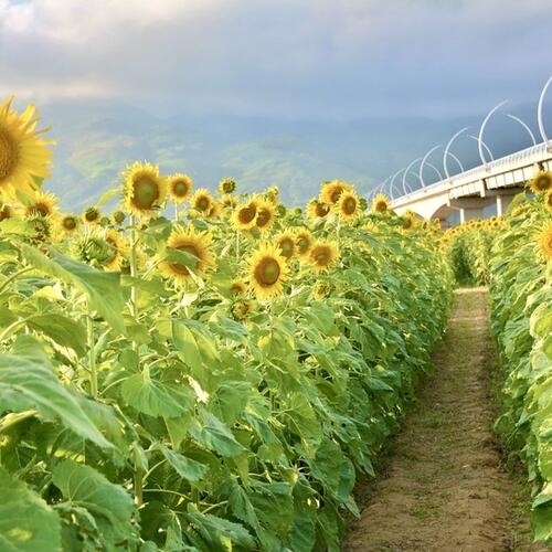 10.000 hoa hướng dương nở rộ, rực rỡ sắc vàng tại TP. Đà Nẵng