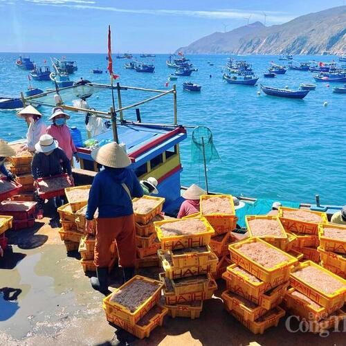 Ngư dân làng chài Gia Lai trúng mùa ruốc, 'bỏ túi' tiền triệu mỗi ngày