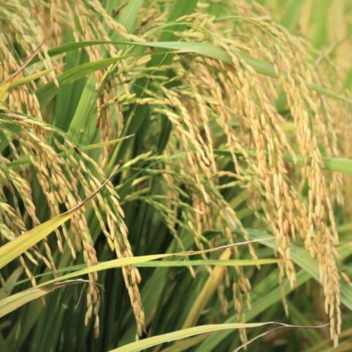 Gạo phát thải thấp: 'Tấm vé xanh' cho xuất khẩu bền vững