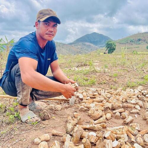 Gia Lai: Mì phơi đồi, sinh kế mùa khô của đồng bào Jrai, Bahnar