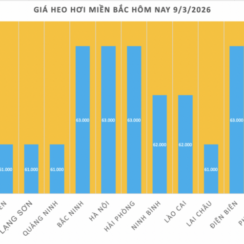 Giá heo hơi hôm nay 9/3/2026: Đang trên đà giảm