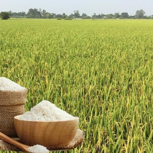 Giá lúa gạo hôm nay ngày 9/3/2026: Gạo Thơm dẻo neo giá cao