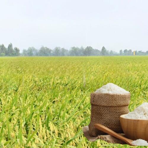 Giá lúa gạo hôm nay ngày 10/3/2026: Gạo nguyên liệu xuất khẩu OM 5451 tăng