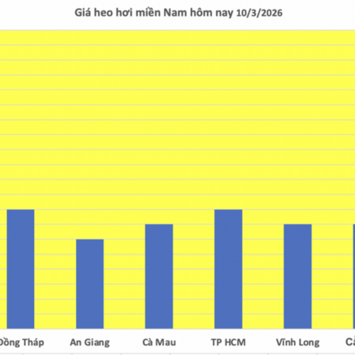 Giá heo hơi hôm nay 10/3/2026: Giảm đồng loạt tại miền Trung