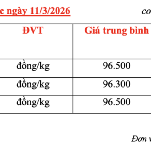 Giá cà phê hôm nay 11/3/2026: Giữ đà bình ổn