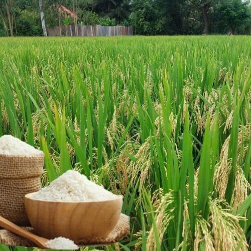 Giá lúa gạo hôm nay ngày 13/3/2026: Tấm thơm tăng nhẹ