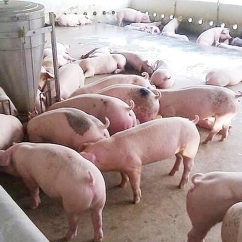 Giá heo hơi hôm nay 16/3/2026: Cao nhất đạt mốc 66.000 đồng/kg