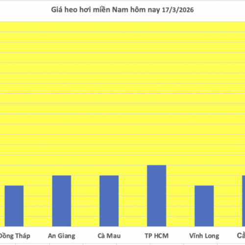 Giá heo hơi hôm nay 17/3/2026: Tăng đồng loạt 1.000 đồng tại miền Bắc