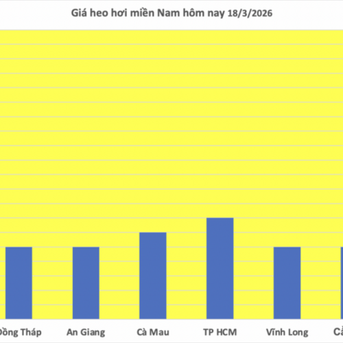 Giá heo hơi hôm nay 18/3/2026: Tăng diện rộng trên cả 3 miền