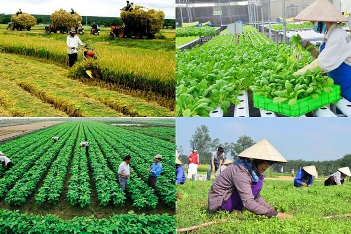 Hợp tác xã nông nghiệp phát huy vai trò liên kết sản xuất và tiêu thụ nông sản