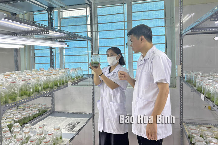 Ứng dụng công nghệ cao - hướng đi bền vững trong sản xuất nông nghiệp