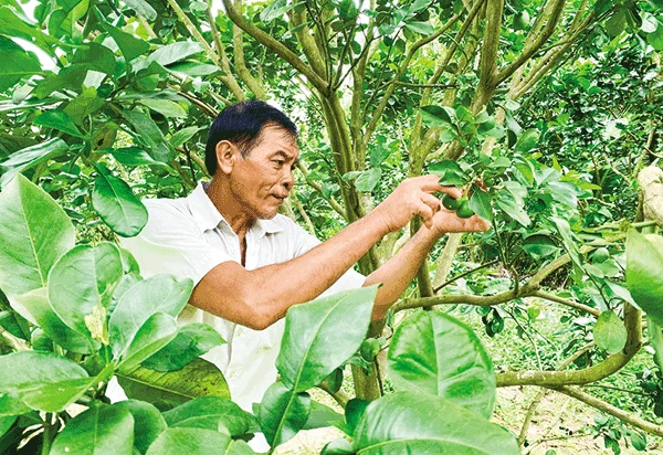 Ứng dụng tiến bộ kỹ thuật vào trồng bưởi da xanh, mãng cầu xiêm 