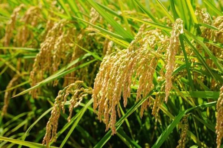 ĐBSCL đối mặt nhiều nguy cơ dịch hại vụ Thu Đông 