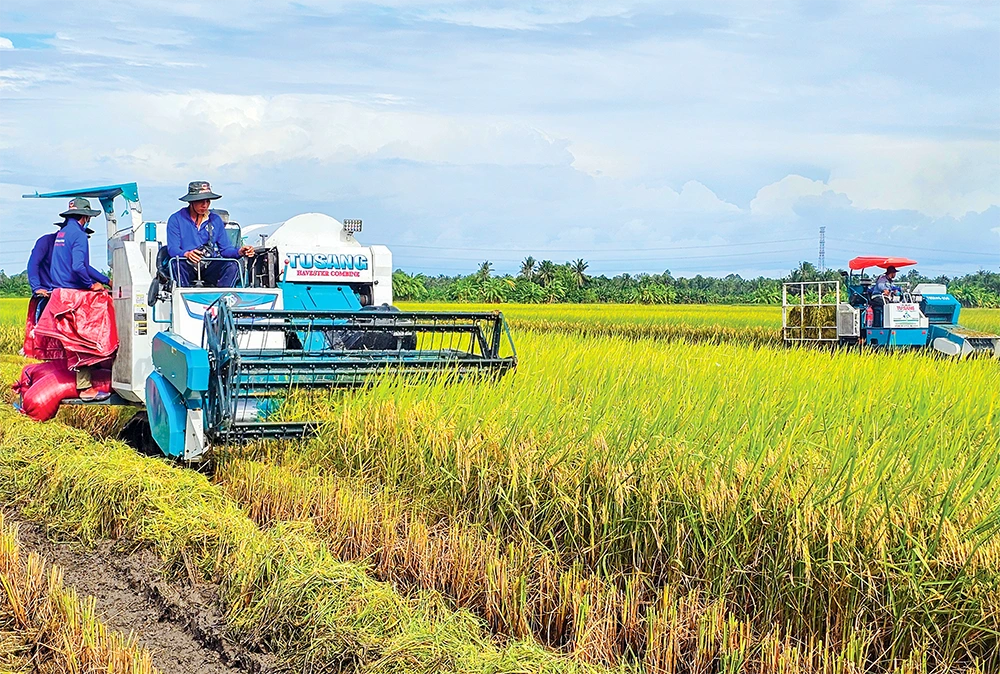 Nâng cao thu nhập nhờ lúa ST25 