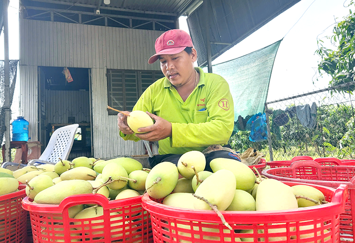 TP Cần Thơ thu hoạch hơn 229.190 tấn trái cây 