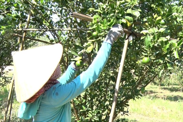 Trang trại quýt của Nguyễn Thanh Sơn