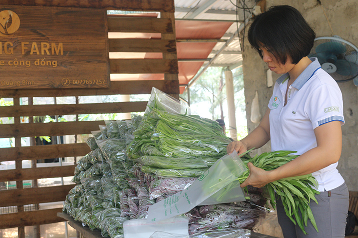 Các sản phẩm rau rau củ quả của An Nông Farm có tem truy xuất nguồn gốc, thuận tiện cho việc tiếp cận các thị trường tiềm năng.