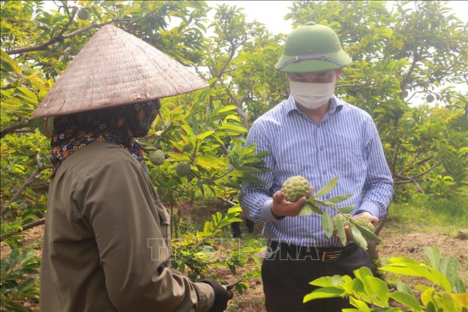 Ông Nguyễn Văn Công, Bí thư thị xã Đông Triều thăm vườn na của người dân xã Tân Việt (thị xã Đông Triều).