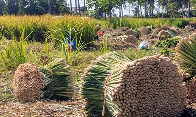 Giá sả thương phẩm ở vùng chuyên canh lớn nhất Tiền Giang tăng trở lại