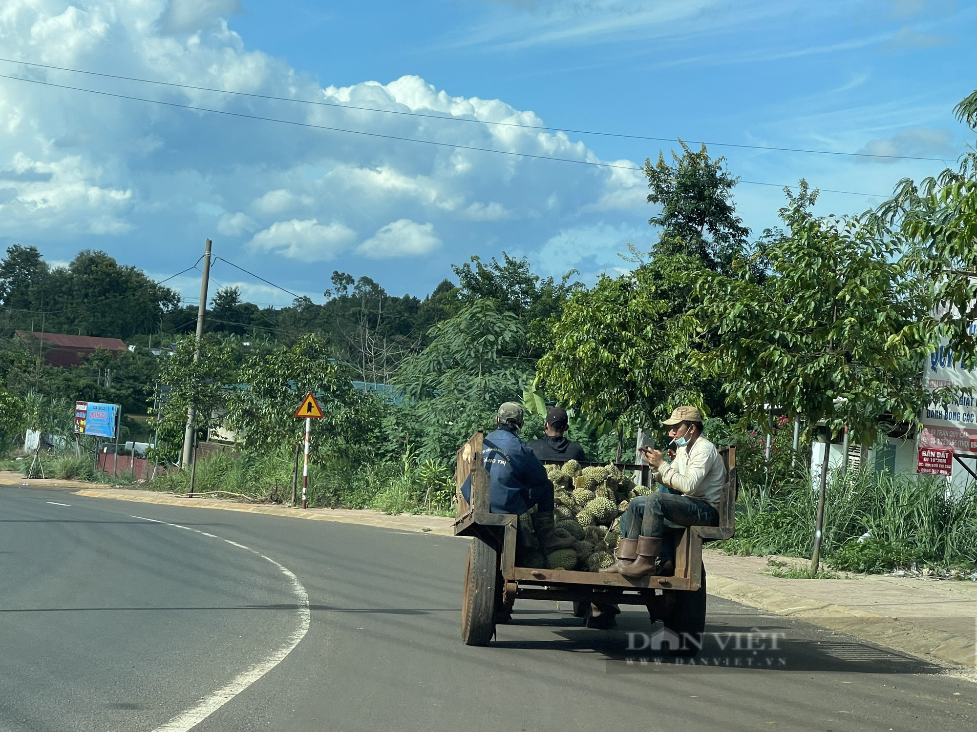 Người dân đang lo lắng trước tình hình diễn biến phức tạp của đại dịch Covid-19 sẽ ảnh hưởng đến giá cả và đầu ra của sản phẩm sầu riêng. Ảnh: Ngọc Giàu