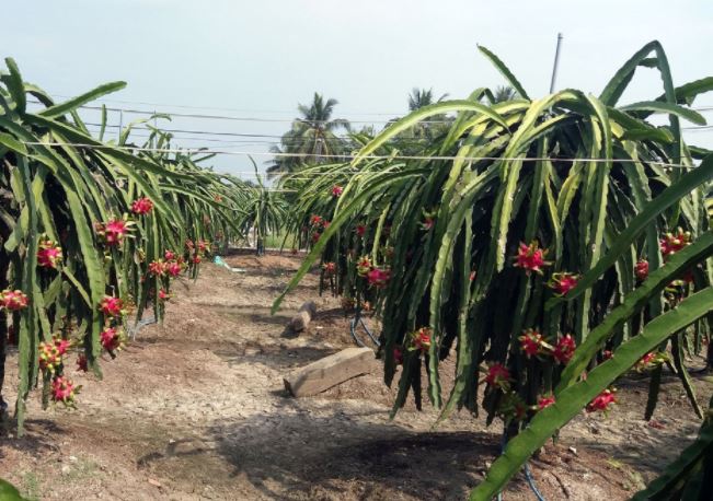 Tìm kiếm thị trường mới không phụ thuộc vào thị trường truyền thống là hướng đi phù hợp của nhiều địa phương trồng thanh long.