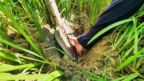 Dù đã đào sâu xuống đến hơn 20cm nhưng đất lúa vẫn khô khốc. Ảnh: L.K.