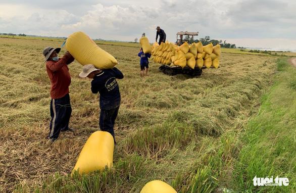 Nông dân ĐBSCL đang bước vào thu hoạch rộ lúa hè thu từ nay đến đầu tháng 9 nhưng giá lúa thấp khiến nông dân lao đao - Ảnh: Bửu Đấu