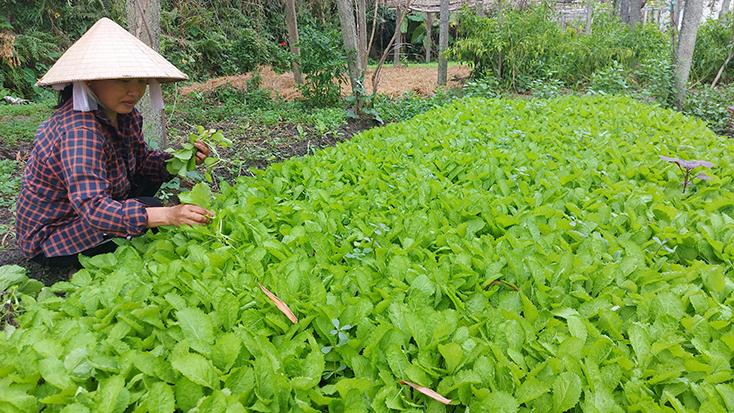 Nhờ được trồng theo hướng an toàn, nên rau màu của người dân thôn Thắng Lợi, xã Hưng Thủy có đầu ra tương đối ổn định.