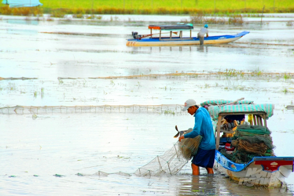 Việc xả lũ giúp cho các loài thủy sản dồi dào trên đồng ruộng, giúp cư dân vùng lũ có thêm nguồn thu nhập từ việc đánh bắt thủy sản. Ảnh: Lê Hoàng Vũ.