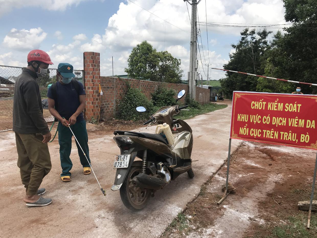 Chốt kiểm soát khu vực có dịch viêm da nổi cục trên trâu, bò tại làng Brếp (xã Đak Djrăng, huyện Mang Yang). Ảnh: Nguyễn Diệp