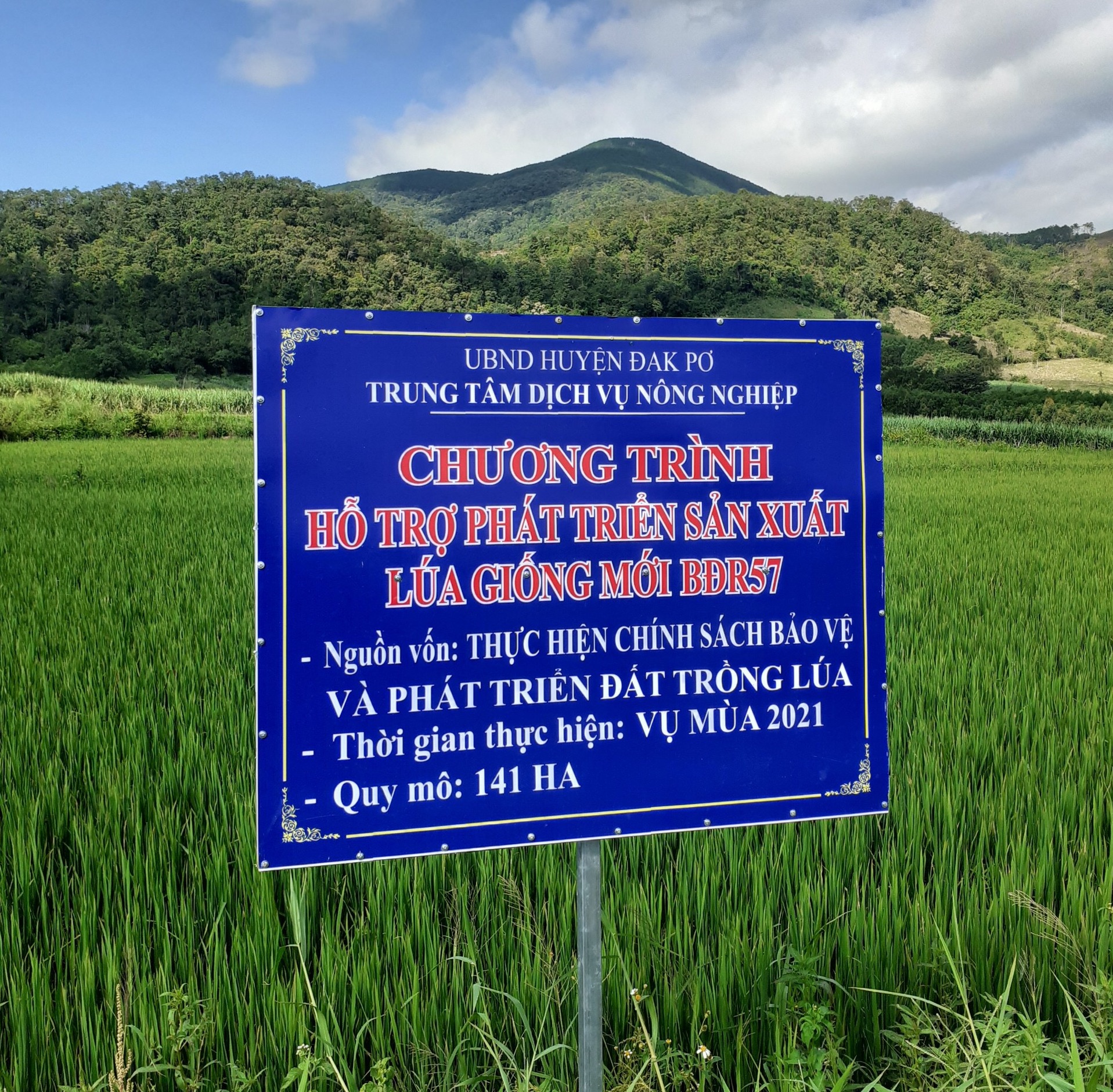 Trung tâm Dịch vụ nông nghiệp huyện Đak Pơ đã đưa giống lúa BĐR57 vào sản xuất đại trà. Ảnh: Ngọc Minh