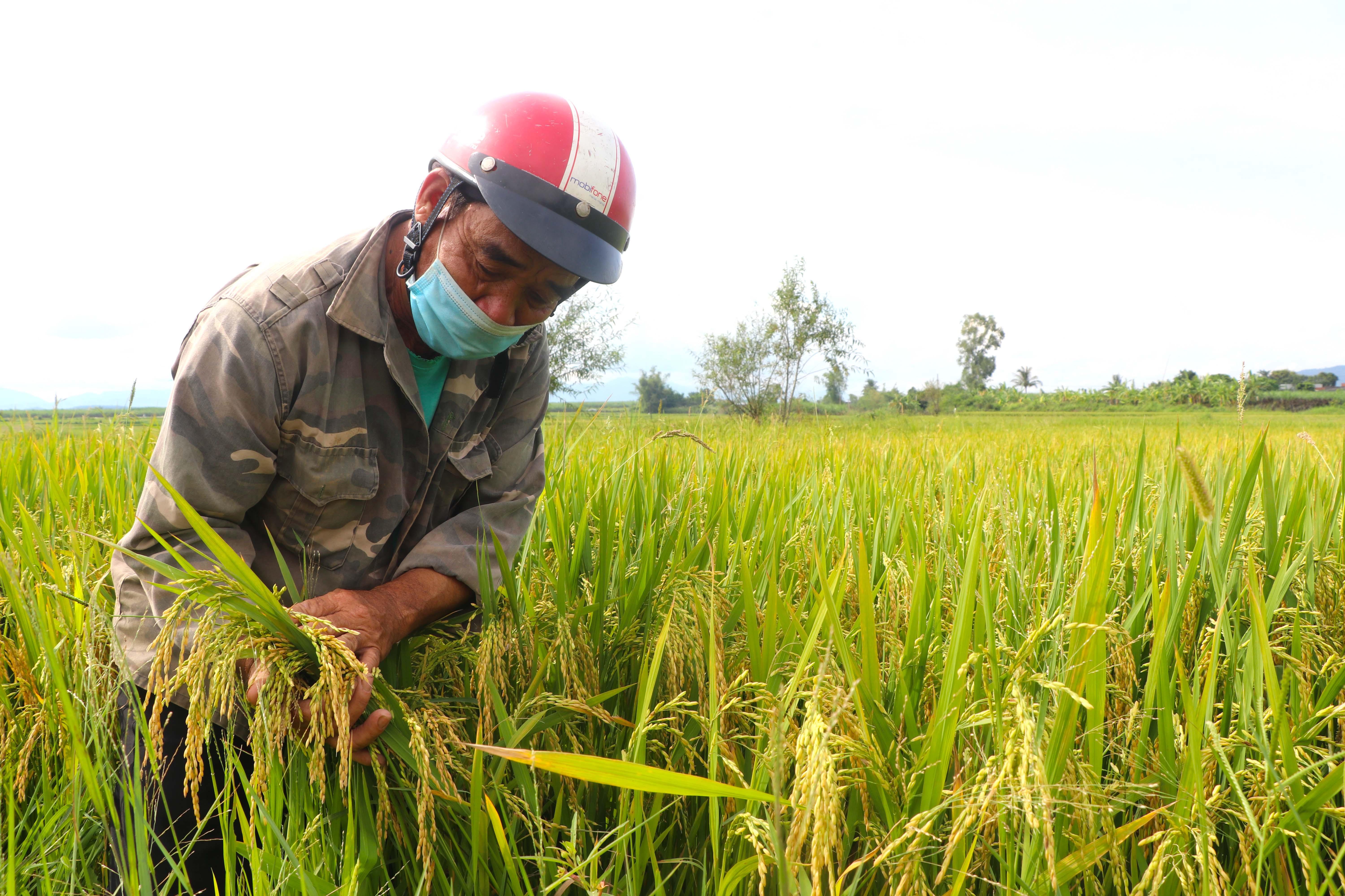 Ông Trần Văn Hay (thôn Tân Phong, xã Tân An) bên ruộng lúa trĩu bông. Ảnh: Ngọc Minh