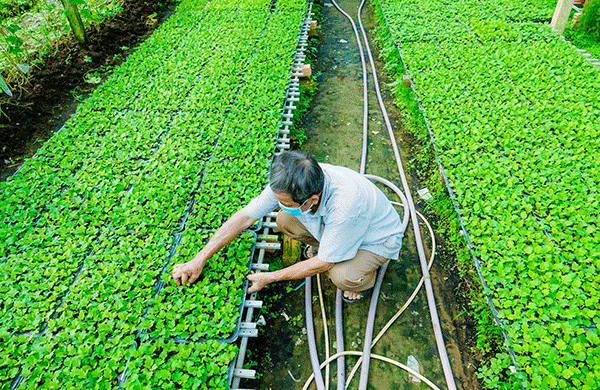 Làng hoa Phó Thọ - Bà Bộ lo vụ Tết 