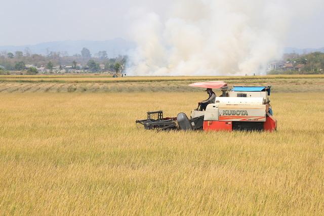 Vùng sản xuất lúa tại xã Buôn Choáh, H.Krông Nô được công nhận là vùng sản xuất nông nghiệp ứng dụng CNC. Ảnh: Lê Min