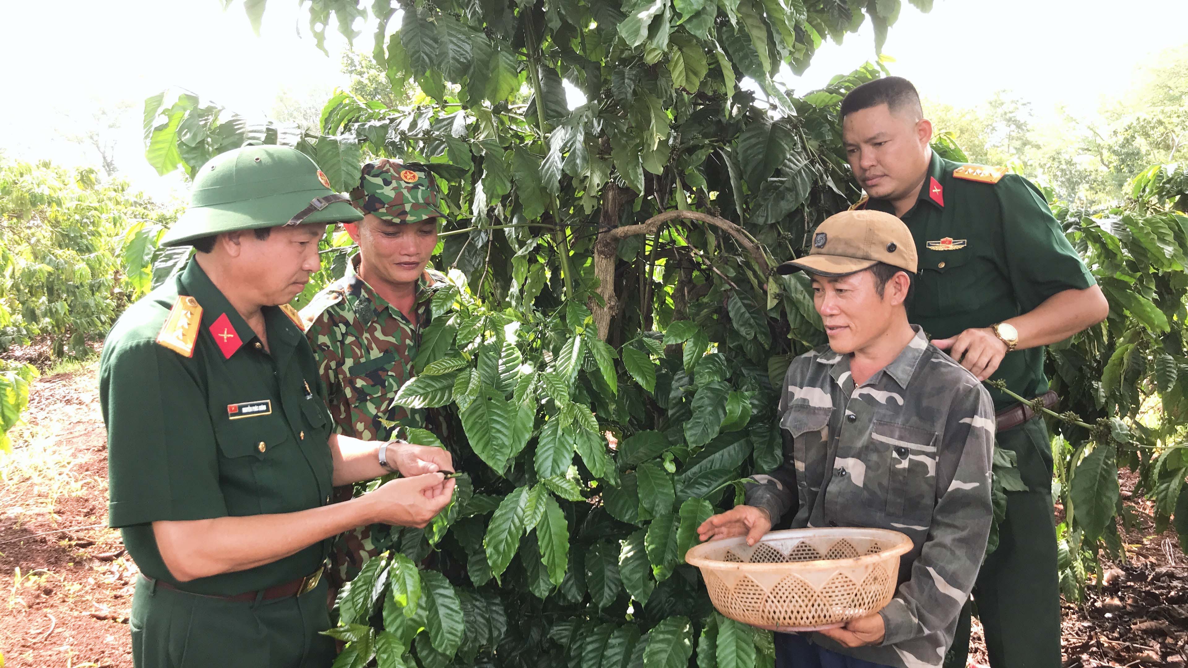 Cán bộ Công ty 715 hướng dẫn người lao động ghép chồi non cho cây cà phê (ảnh chụp trước tháng 4-2021). Ảnh: Lê Quang