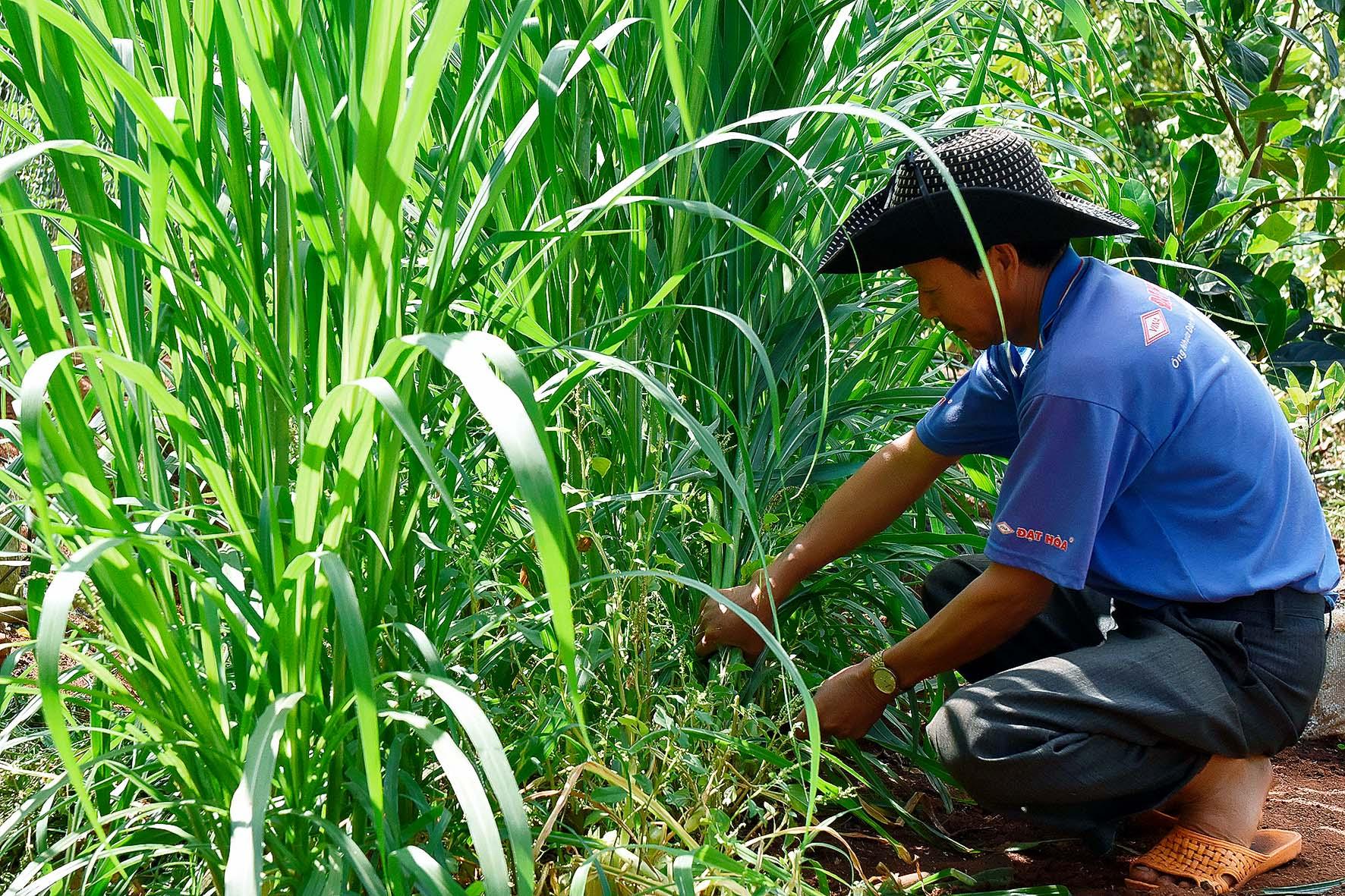 3.Người chăn nuôi đã tận dụng vườn tạp để trồng cỏ, chủ động nguồn thức ăn cho đàn gia súc.