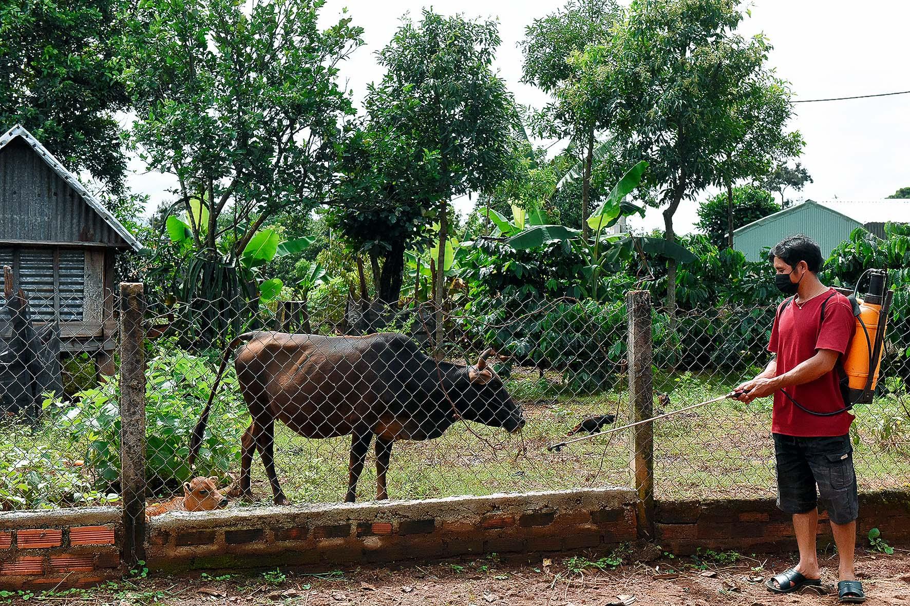 6.Bà con làng Đê Hrel (thị trấn Kon Dơng) thường xuyên phun thuốc diệt khuẩn và tiêm phòng cho đàn gia súc giúp vật nuôi tăng sức đề kháng, hạn chế tối đa dịch bệnh.