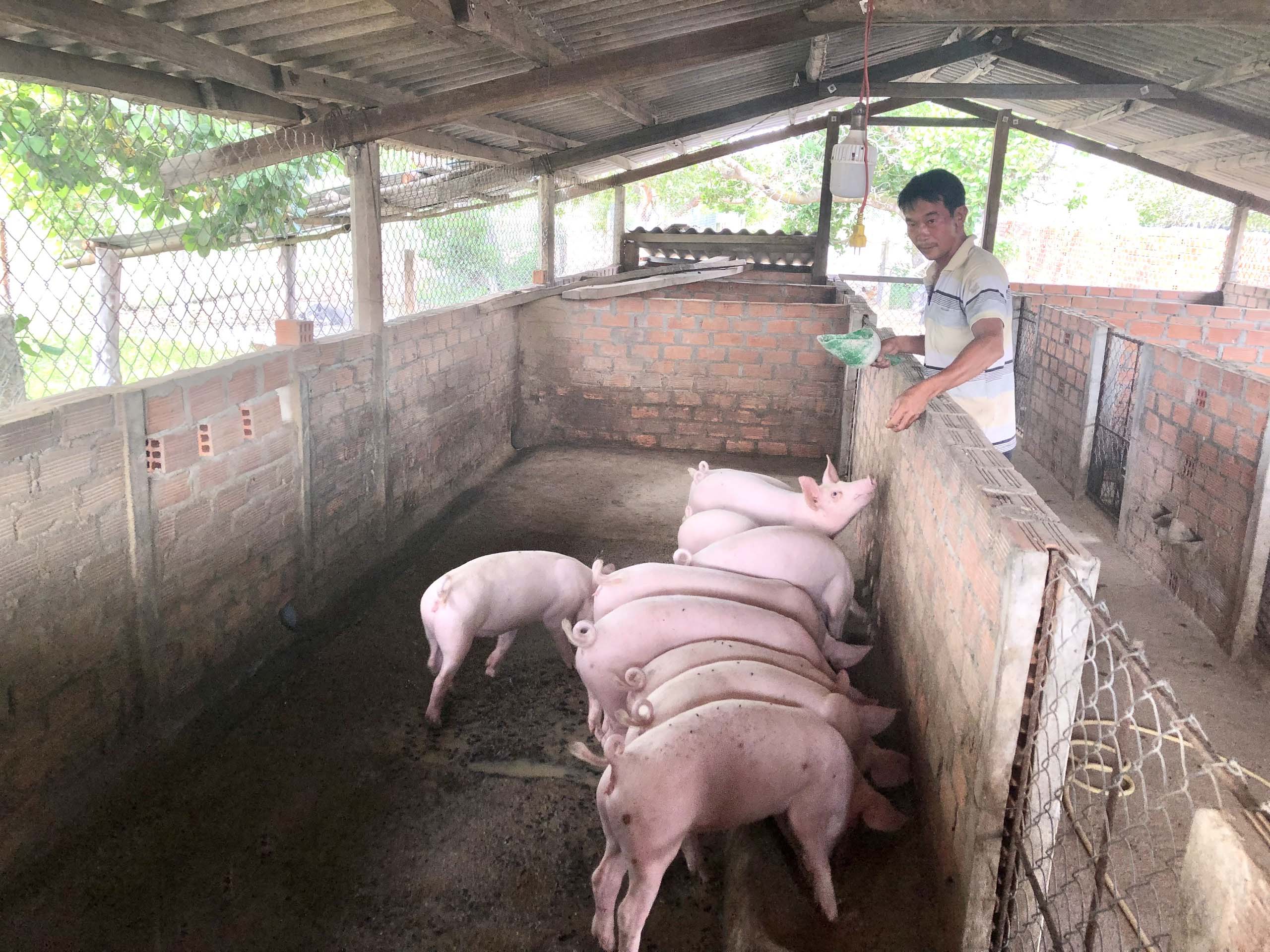 Mô hình nuôi heo của gia đình ông Nguyễn Văn Bắc (xã Chư Ngọc, huyện Krông Pa) cho thu nhập cao. Ảnh: Lê Nam