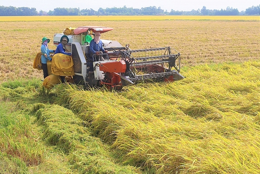 Giá lúa gạo hôm nay 1/11: Giá lúa ổn định, giá gạo xu hướng tăng