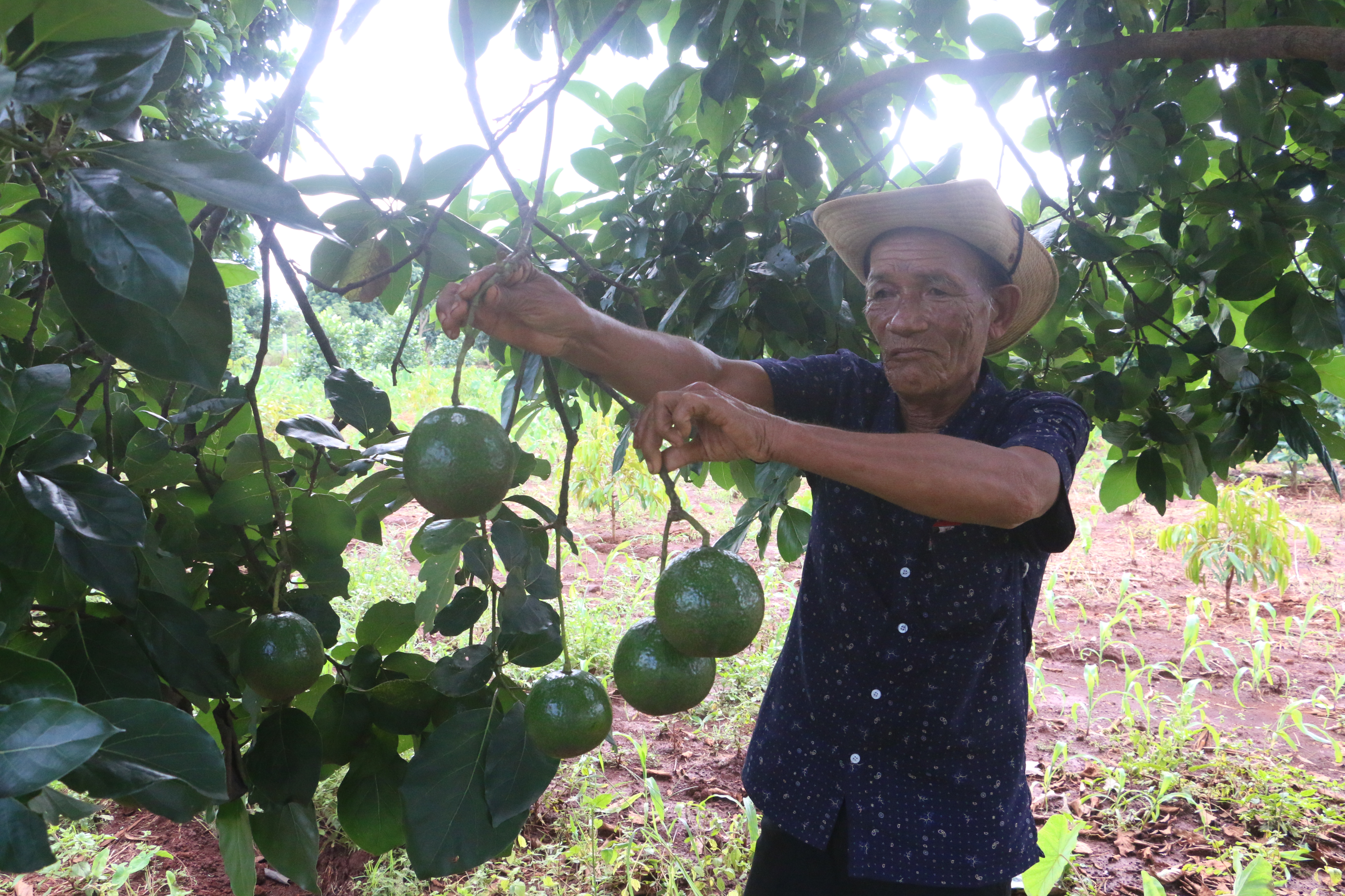 HTX Nông nghiệp Hữu cơ Đại Ngàn cũng đã gửi hồ sơ, sản phẩm tham gia đánh giá, phân hạng sản phẩm OCOP cấp tỉnh. Ảnh: Quang Tấn