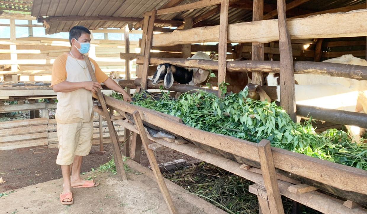 Ông Trần Văn Dũng (thôn Linh Nham) đã đổ bê tông nền chuồng và lót thêm cỏ khô, vỏ cà phê để thu gom, xử lý chất thải. Ảnh: Hồng Thương