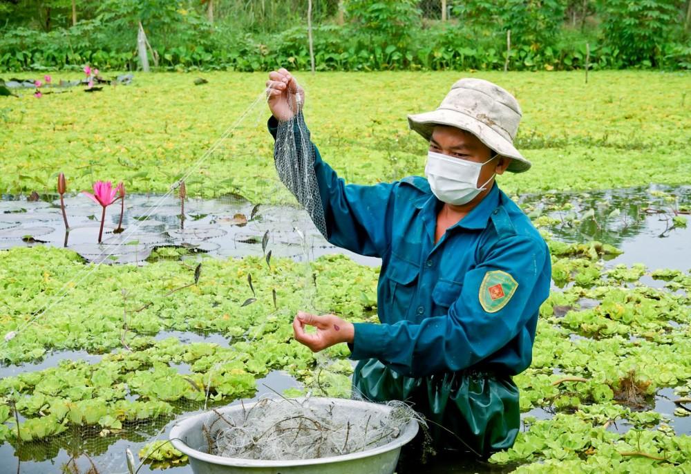 Giăng lưới bắt cá bã trầu trong ao nuôi ốc.