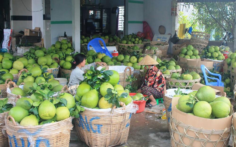 Hiện nông dân tại nhiều địa phương vùng ĐBSCL chuẩn bị một lượng lớn bưởi và các loại trái cây có múi để phục vụ thị trường Tết, trong đó tỉnh Vĩnh Long chuẩn bị khoảng 400 tấn bưởi các loại. Trong ảnh: Thu mua bưởi tại một vựa trái cây ở huyện Bình Minh, tỉnh Vĩnh Long.