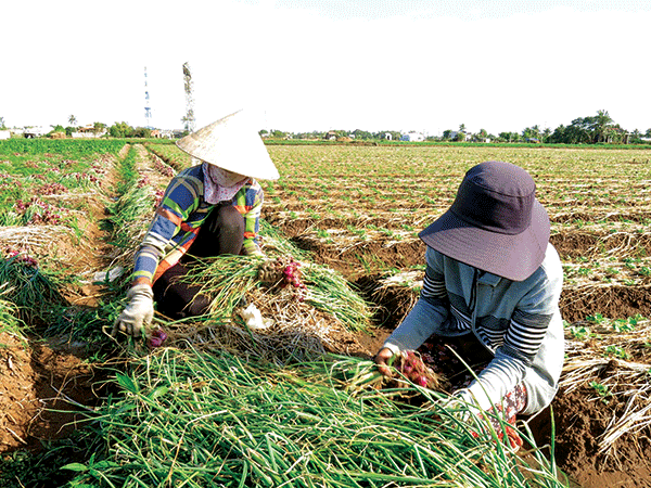 Trồng hành tím bán Tết 