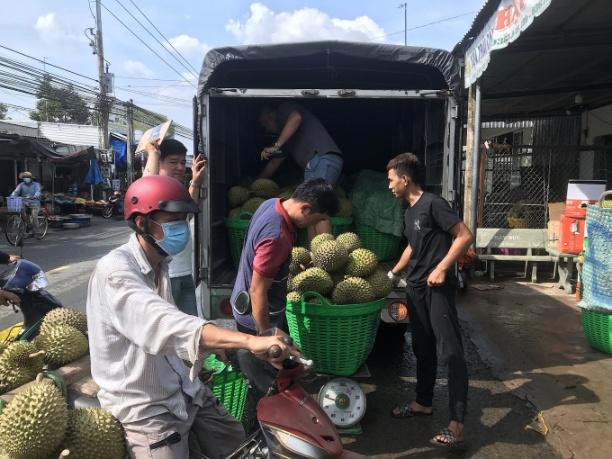 Nông dân chở sầu riêng đến bán tại các vựa ở Cai Lậy. Ảnh: Minh Đảm.