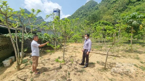 Mô hình trồng na đem lại thu nhập cao cho nhiều hộ dân xã Hồng Việt, huyện Hòa An. Ảnh: Công Hải.