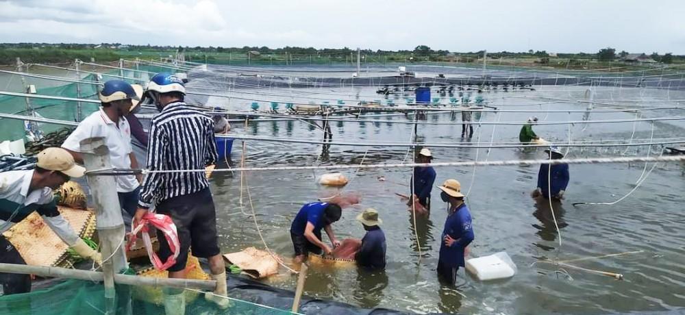 Nông dân Bạc Liêu thu hoạch tôm.